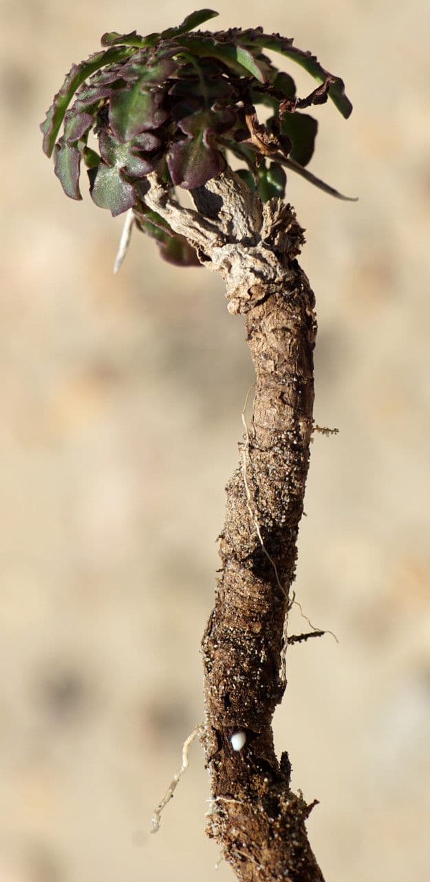 Cicoria spinosa 9