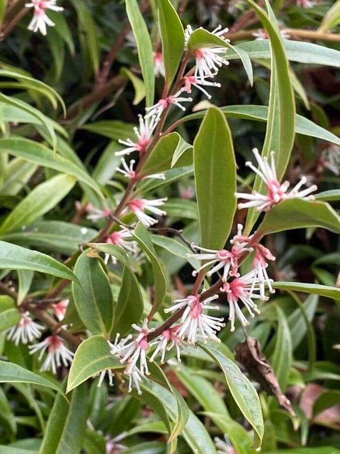 Sarcococca orientale 5