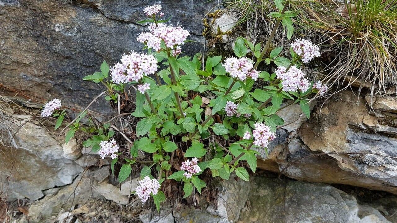Dwarf valerian 13
