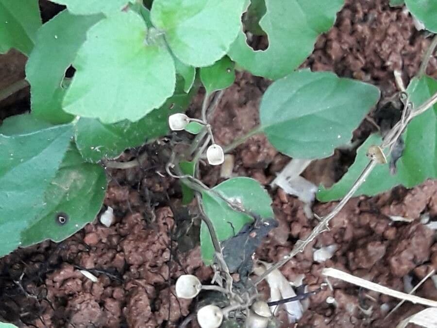 Scutellaria 5