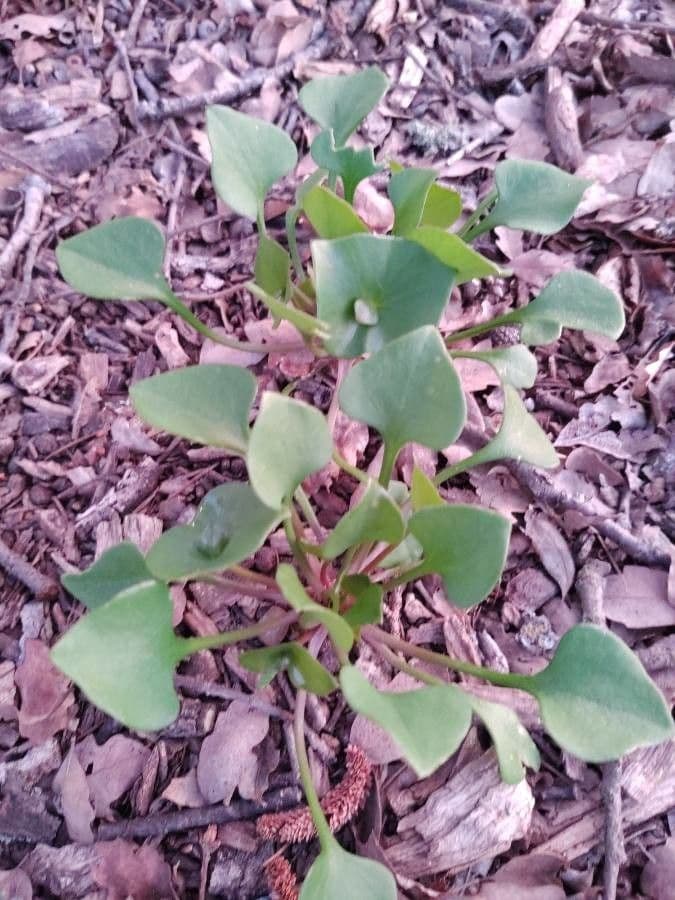Claytonia 13