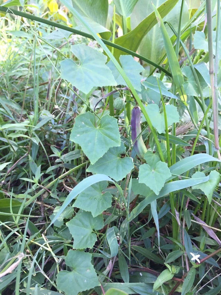 Melothria pendula 11
