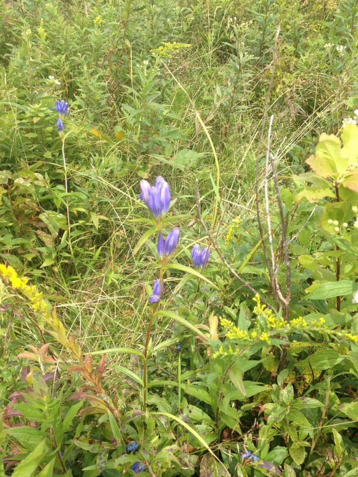 Genziana lineare 8