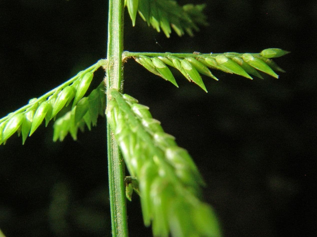 Ocellochloa stolonifera 3