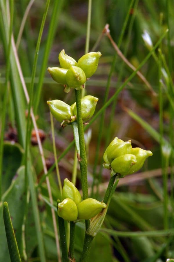 Blasenbinse