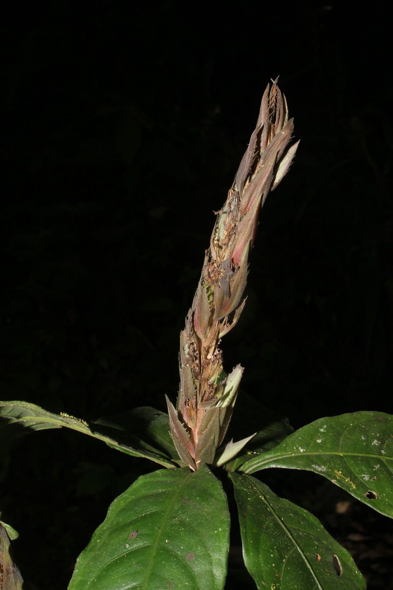 Aphelandra aurantiaca