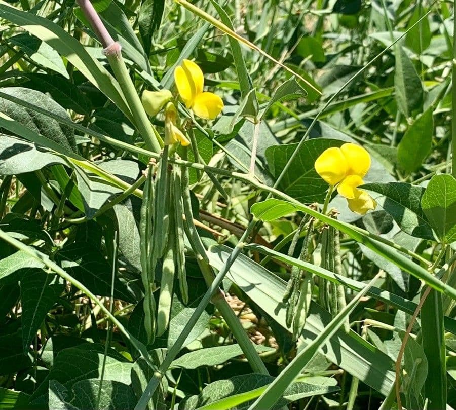 Vigna luteola