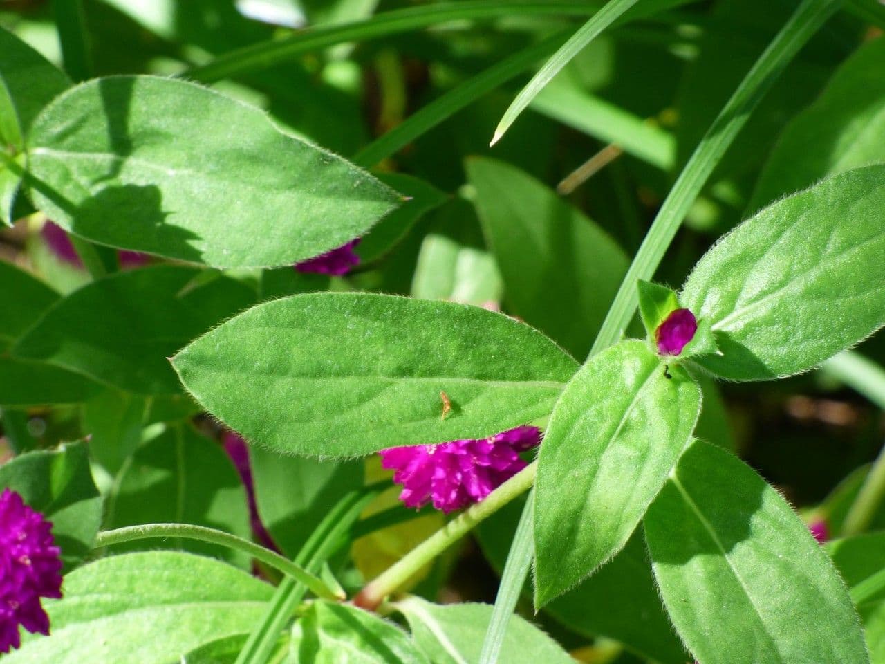 Gomphrena globuleuse 17