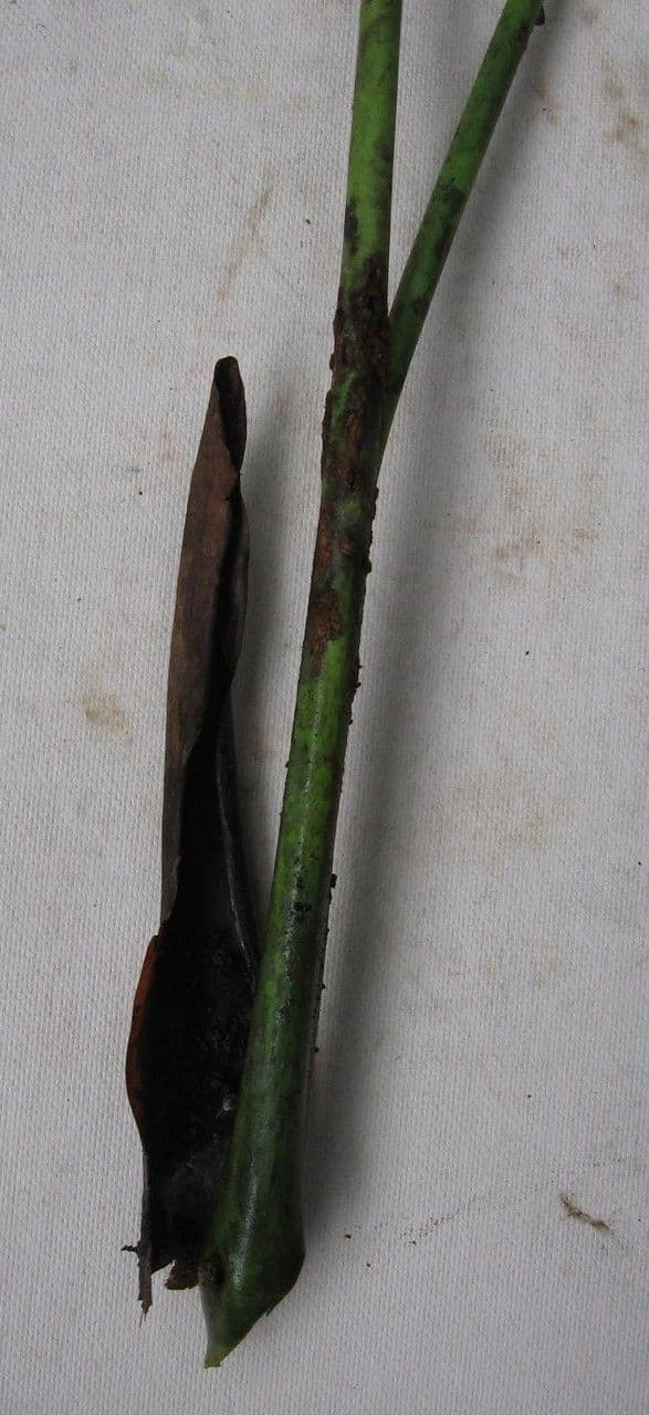 Anthurium 16
