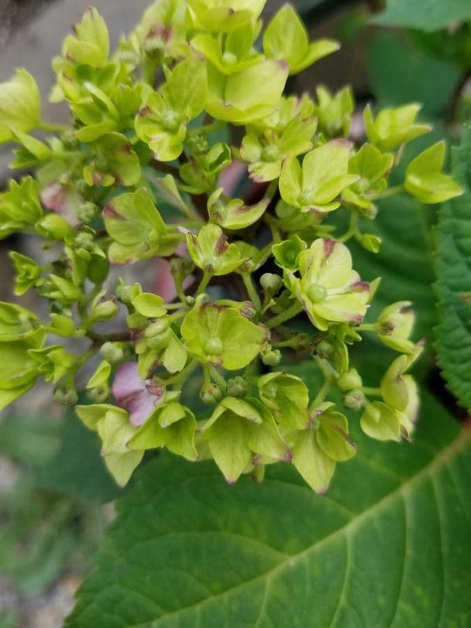 Hortenzie popelavá 11