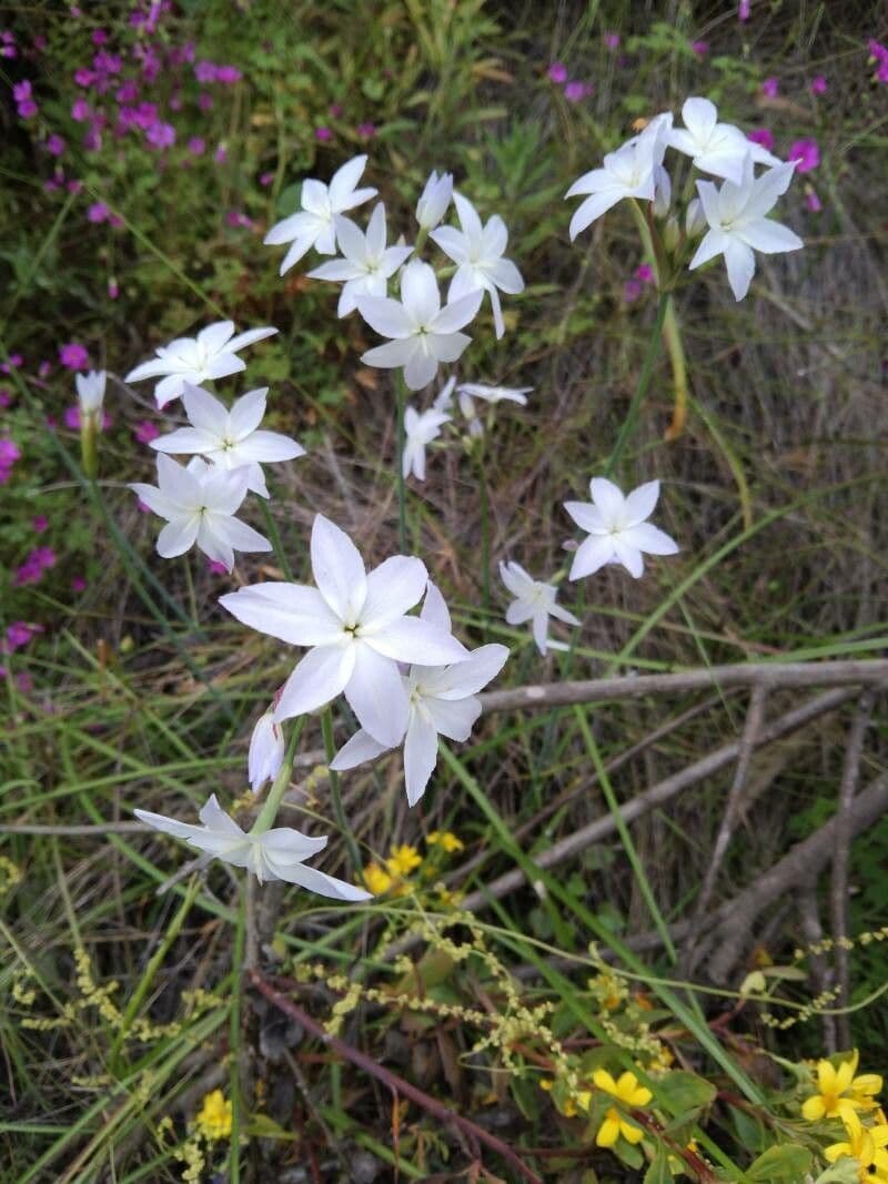 Leucocoryne 4