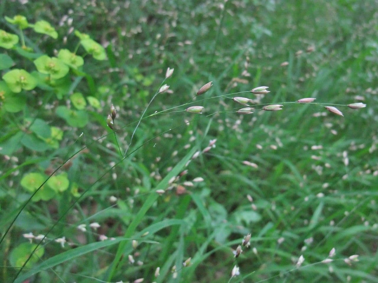 Melica uniflora 14