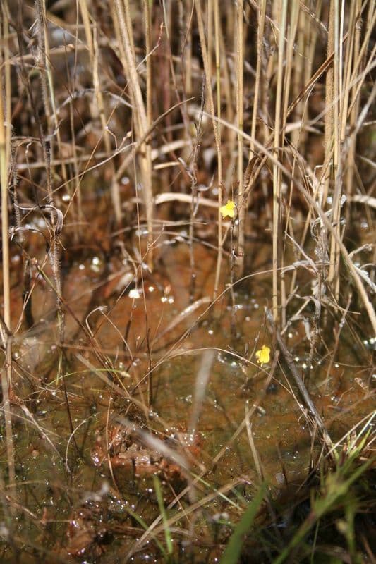 Utricularia subulata 6