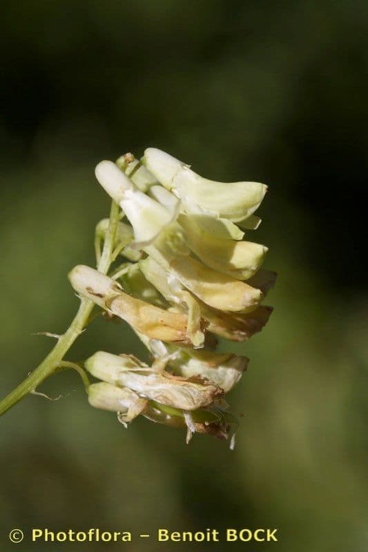 Vesce pisiforme 7