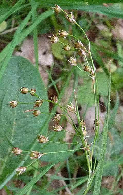 Kosmatka Forstera 25