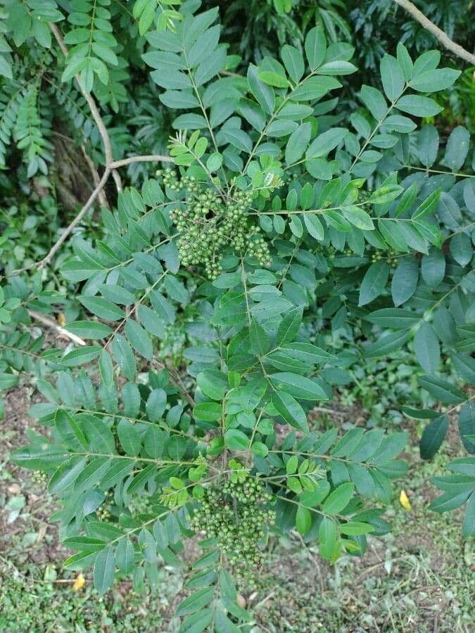 Zanthoxylum 6