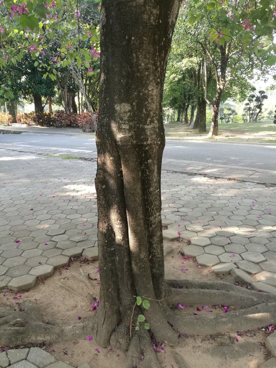 Klerodendron 4