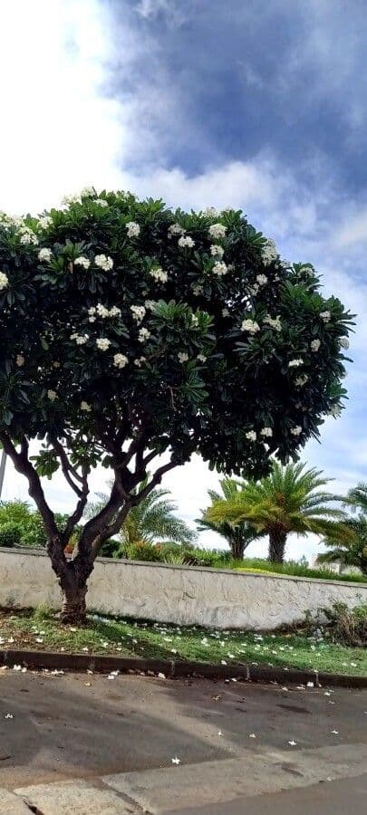 Frangipani 11