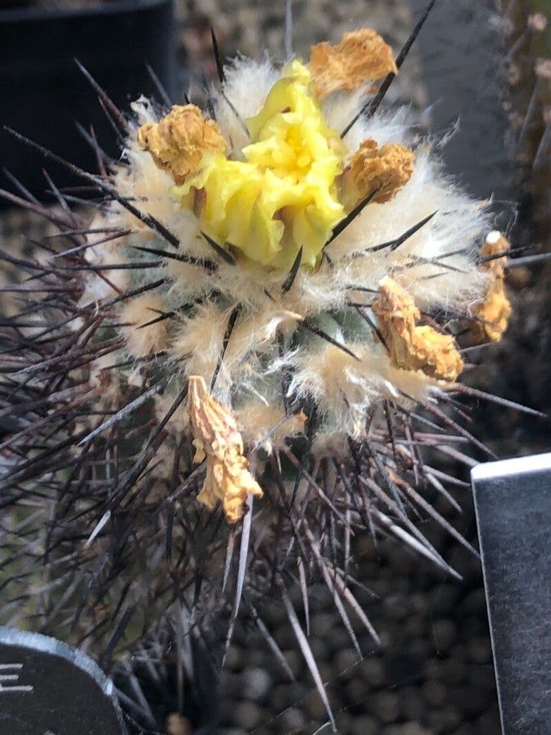 Copiapoa 6