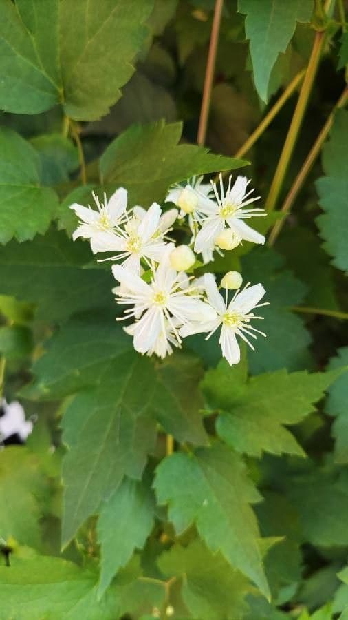 Clematide virginiana 7