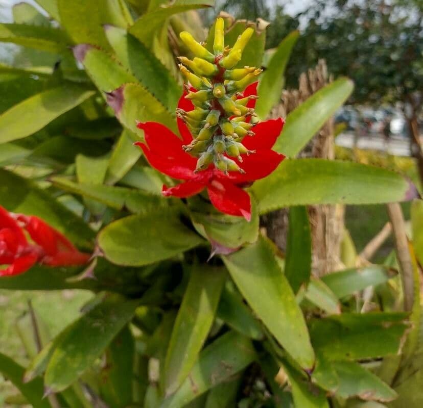 Aechmea nudicaulis 9