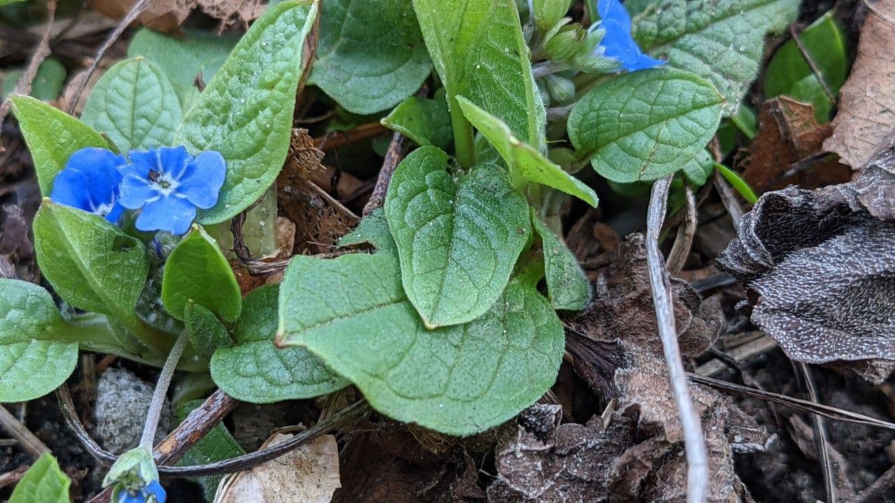 Omphalodes verna 14