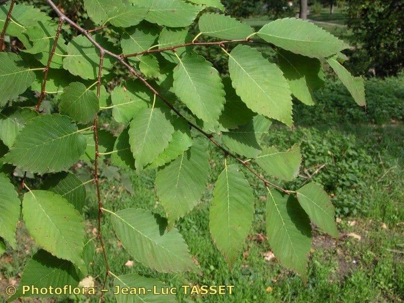 Zelkova 29
