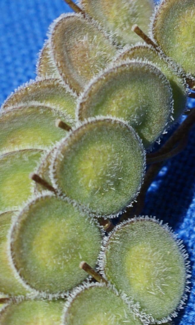 Biscutella 5