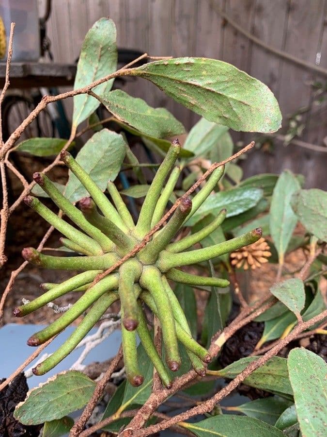 Lehmann-Eukalyptus 7