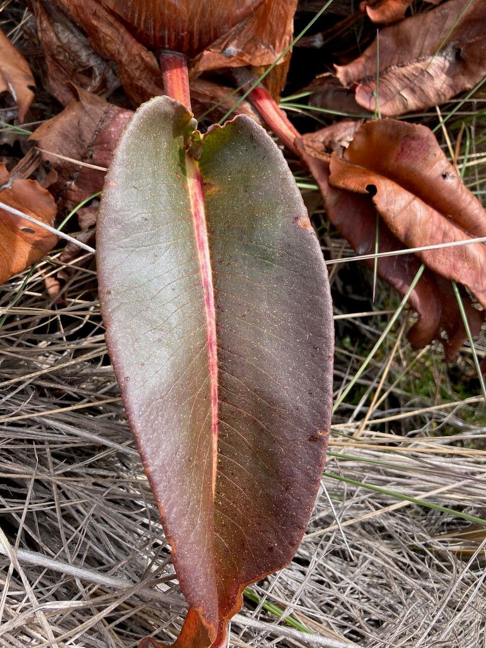 Rumex 12