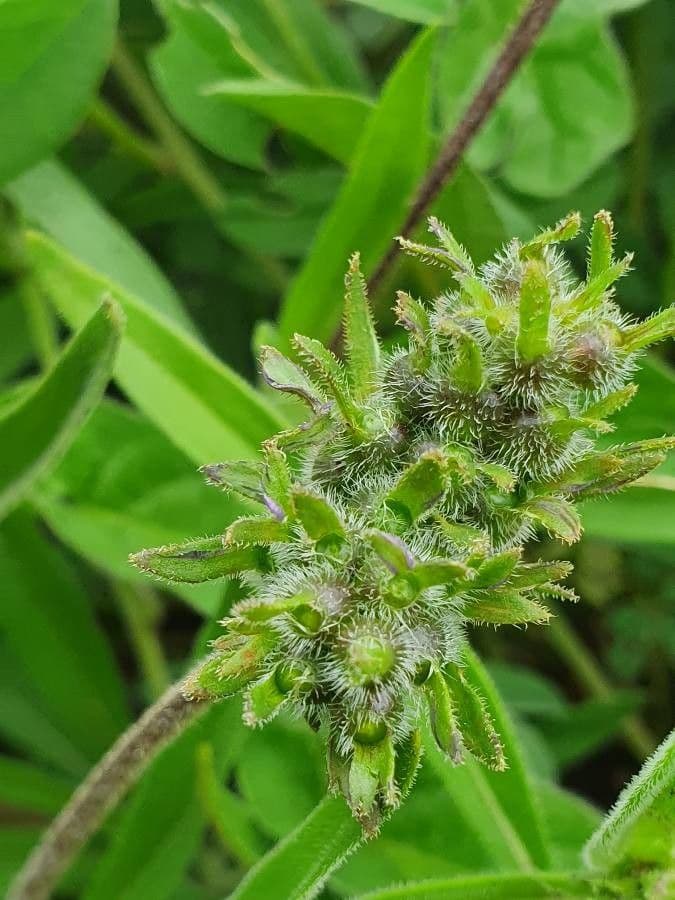 Pentanisia 23