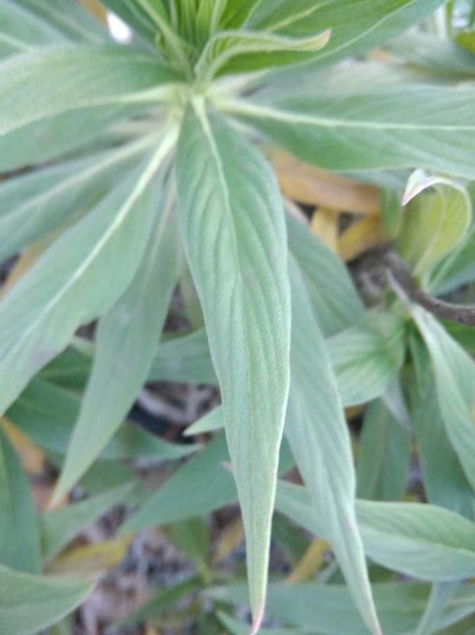 Echium di Madeira 14