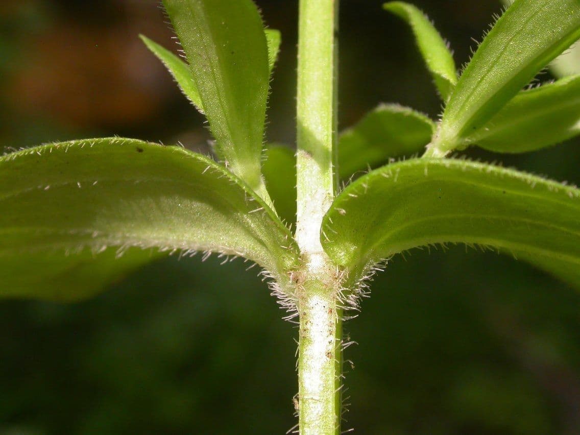 Houstonia purpurea 17