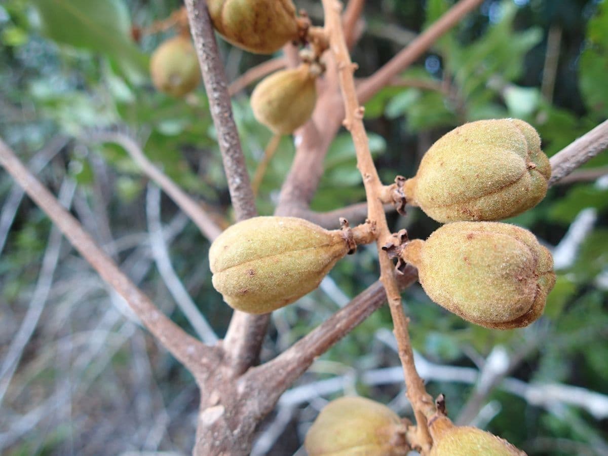 Cupaniopsis