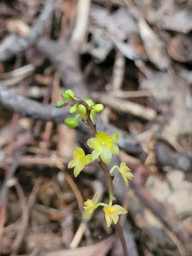 Crepidium taurino 6