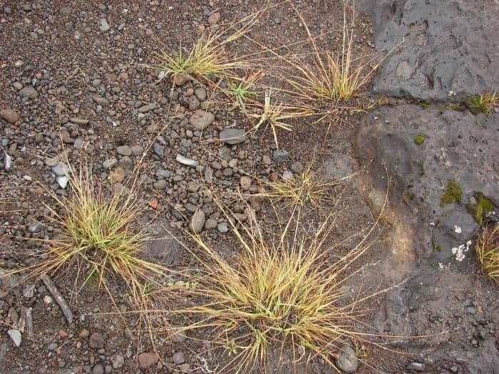 Eragrostis Cuminga 2