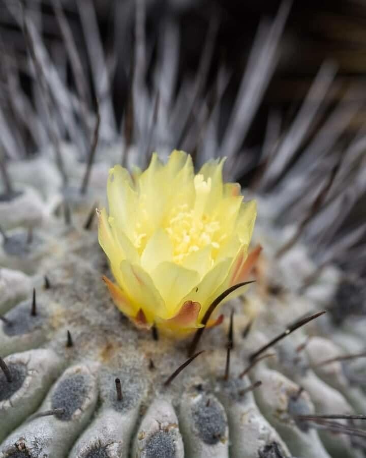 Copiapoa
