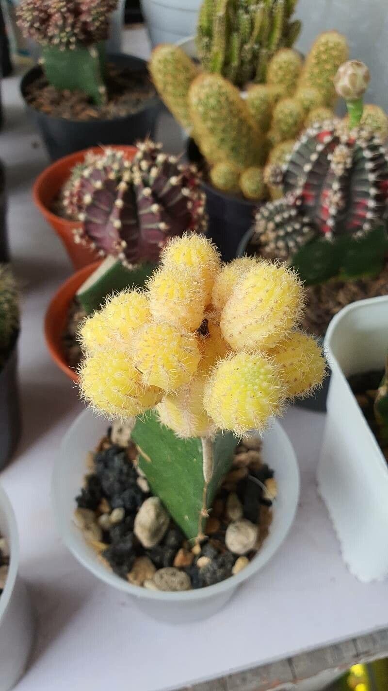 Cactus lunare 23