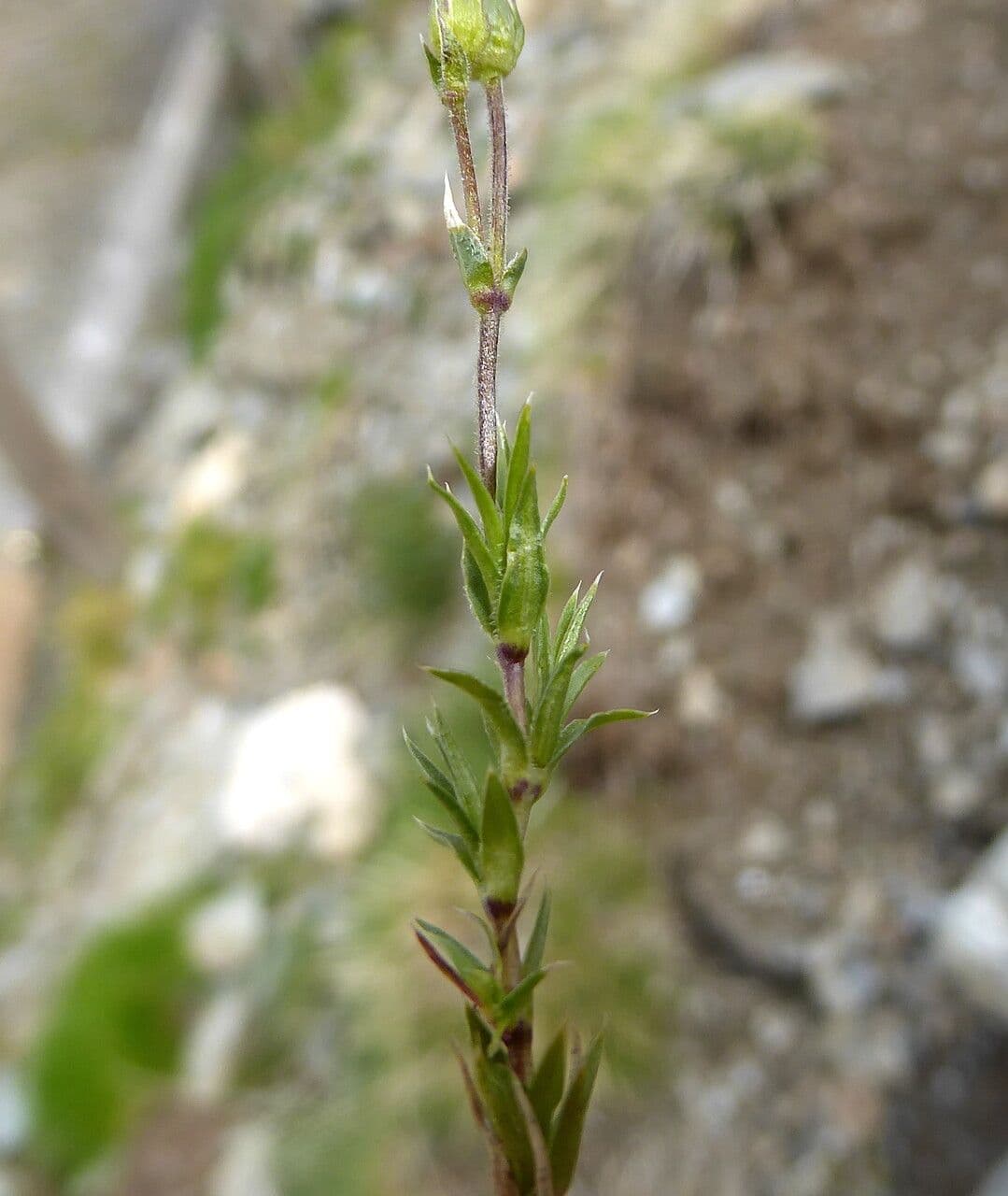 Arenaria grandiflora 15