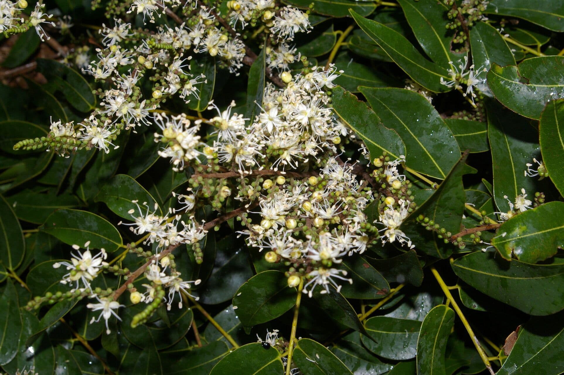Copaiba 5