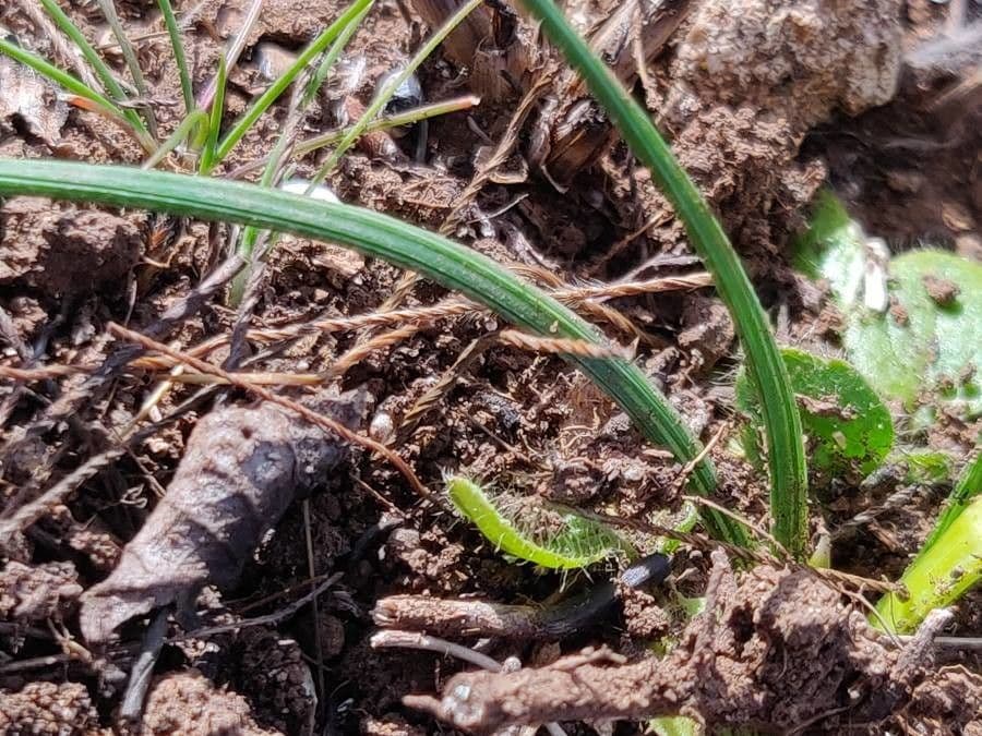 Romulea 11