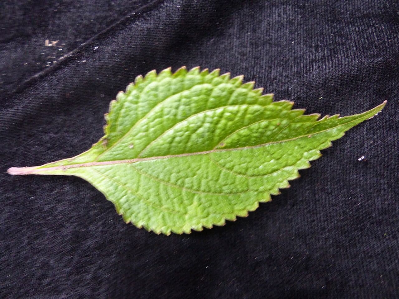 Isodon 7