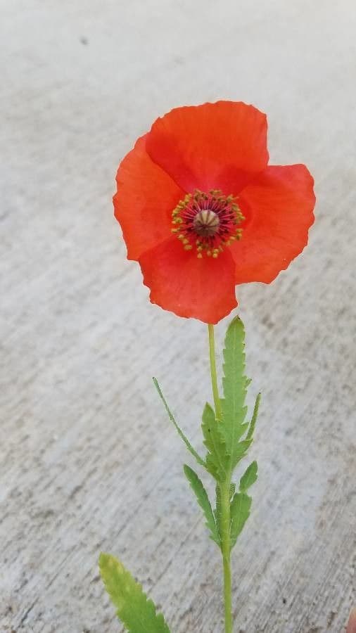 Mittelmeer-Mohn