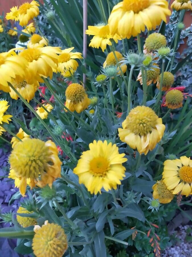 Gaillardia aristata 22