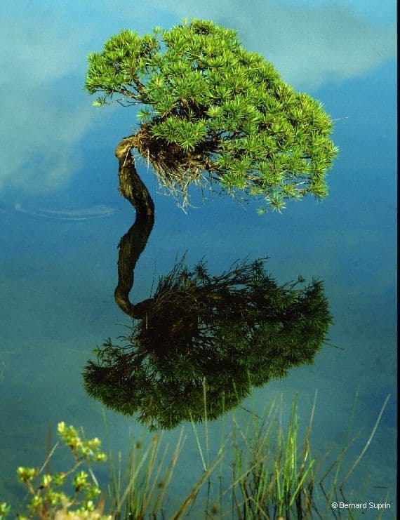 Melaleuca 5