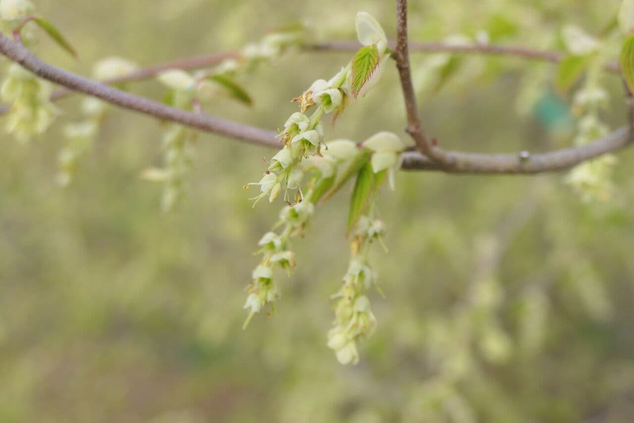 Winterhasel 2