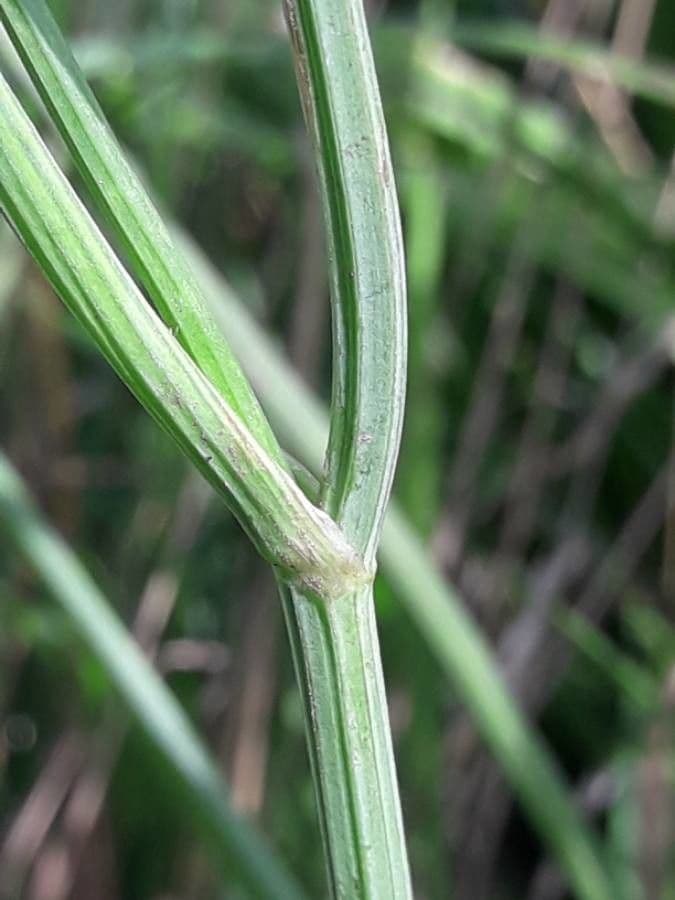 Oenanthe pimpinelloides 23