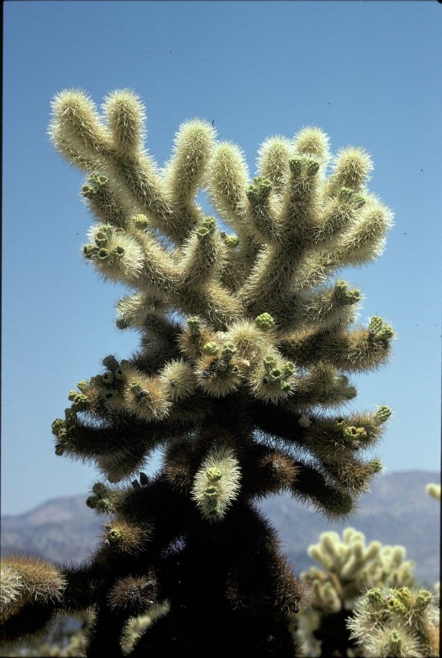 Cholla orsacchiotto 7