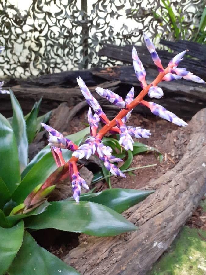 Aechmea 6