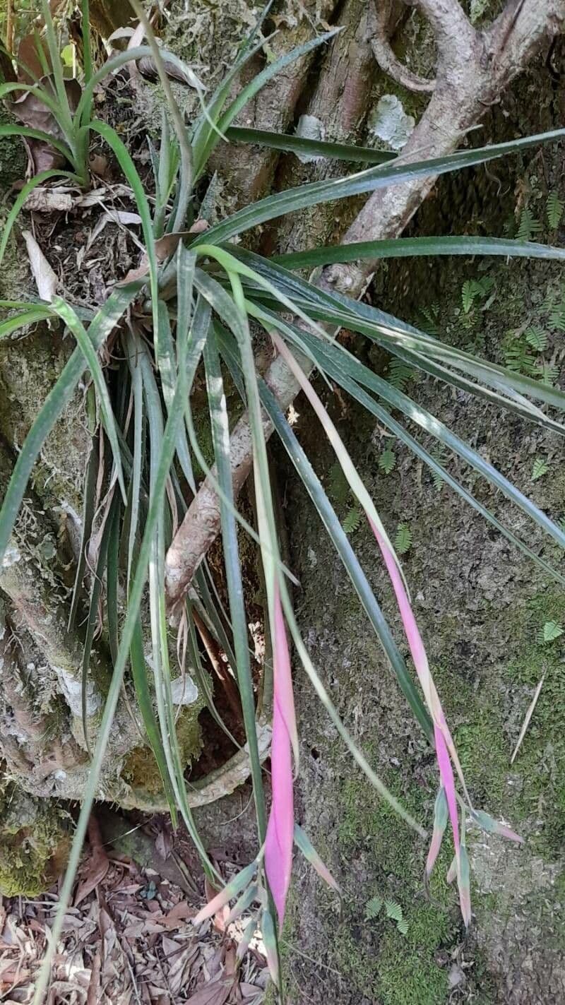 Billbergia pendula 6
